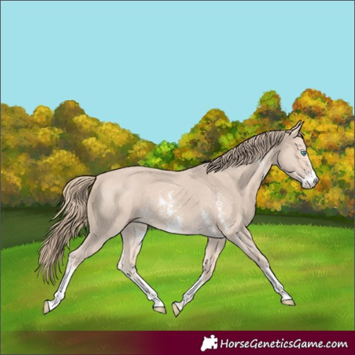Horse Color:Perlino Sabino 