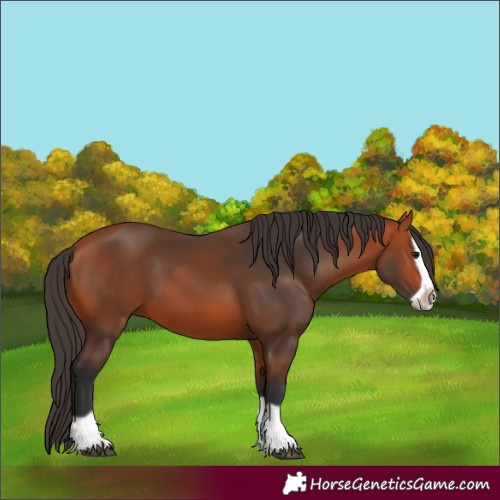 Horse Color:Bay Splash Frame 