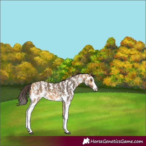 Horse Color:Buckskin Sabino