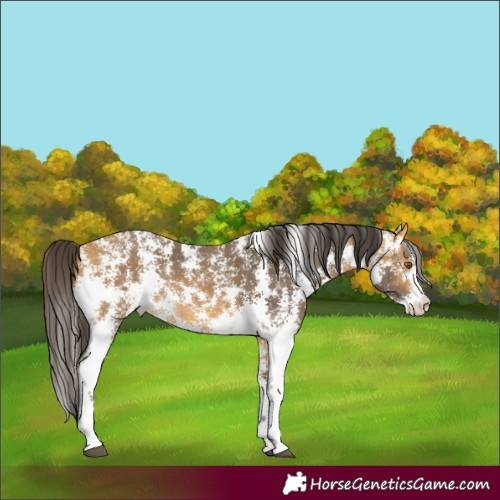 Horse Color:Buckskin Sabino
