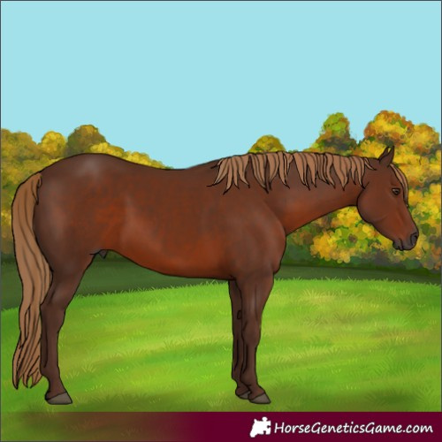 Horse Color:Gray Chestnut
