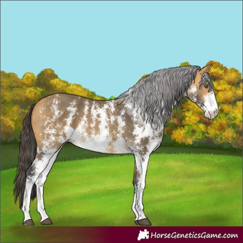 Horse Color:Buckskin Sabino 