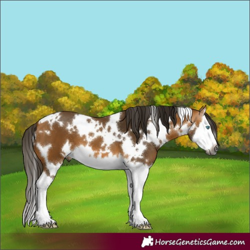 Horse Color:Gray White Spotted Buckskin Splash