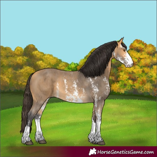 Horse Color:Buckskin Sabino