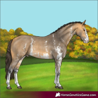 Horse Color:Buckskin Sabino 