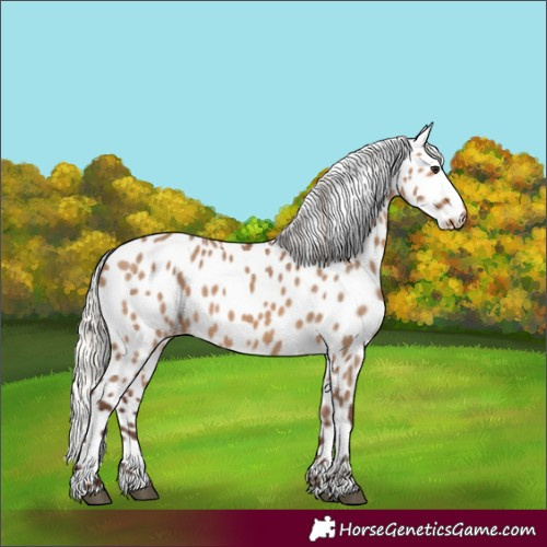 Horse Color:Silver Brown Dun Appaloosa 