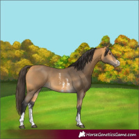 Horse Color:Buckskin Sabino