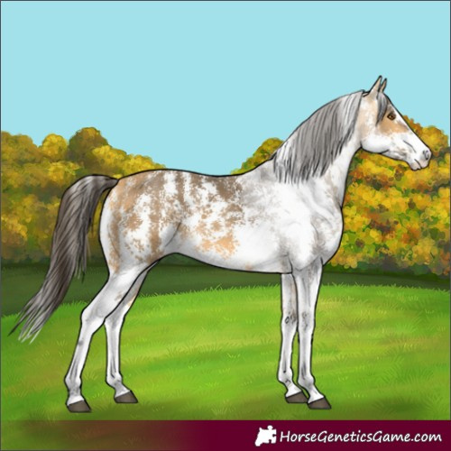 Horse Color:Buckskin Sabino