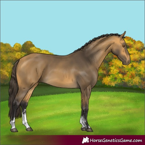 Horse Color:Buckskin Sabino 