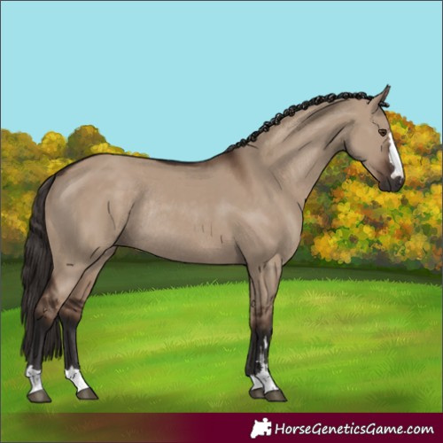 Horse Color:Liver Red Dun Rabicano