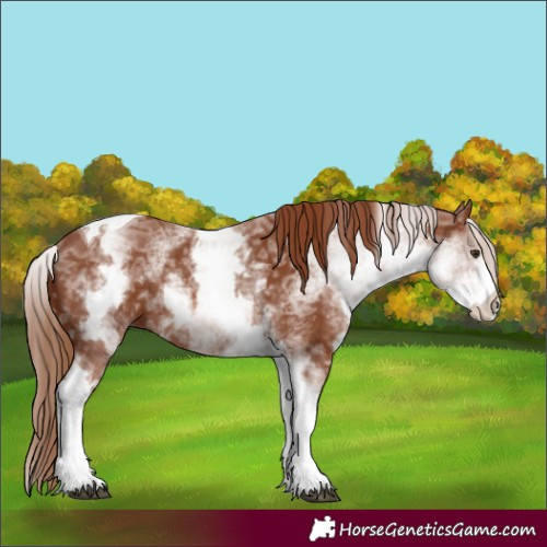 Horse Color:White Spotted Chestnut Ice Tobiano Rabicano