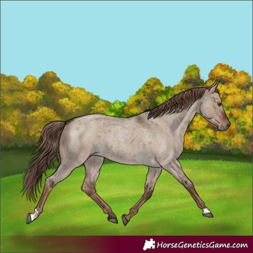 Horse Color:Liver Red Dun Roan Rabicano