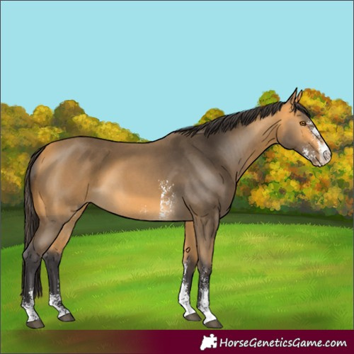 Horse Color:Buckskin Sabino 