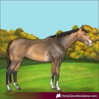 Horse Color:Buckskin Sabino 