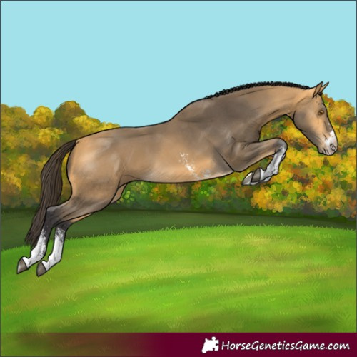 Horse Color:Buckskin Sabino