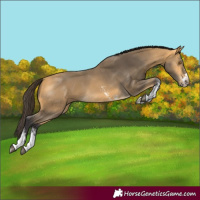 Horse Color:Buckskin Sabino