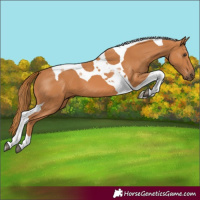 Horse Color:Chestnut Tobiano