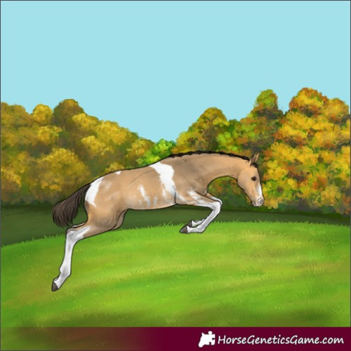 Horse Color:Buckskin Sabino Tobiano