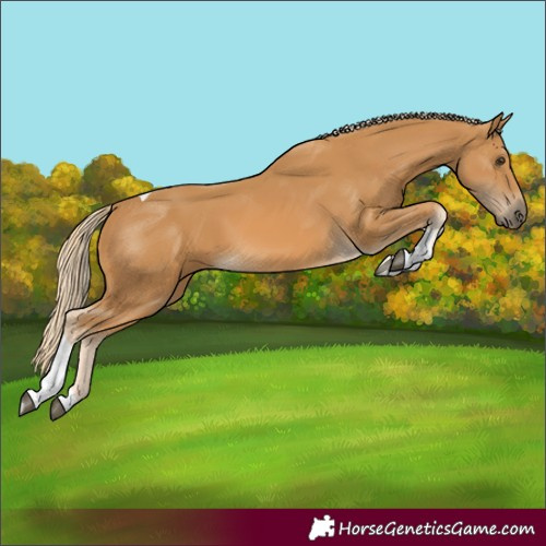 Horse Color:Palomino Tobiano 