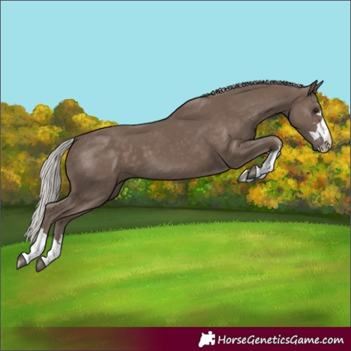 Horse Color:Silver Black
