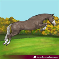 Horse Color:Silver Black