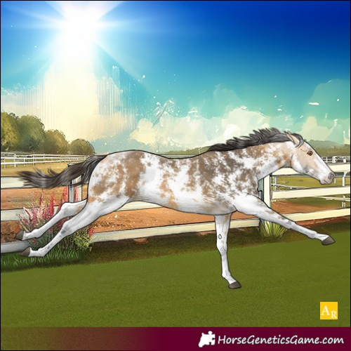Horse Color:Buckskin Sabino 