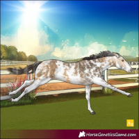 Horse Color:Buckskin Sabino