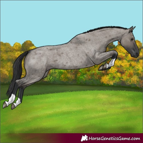 Horse Color:Grullo Roan