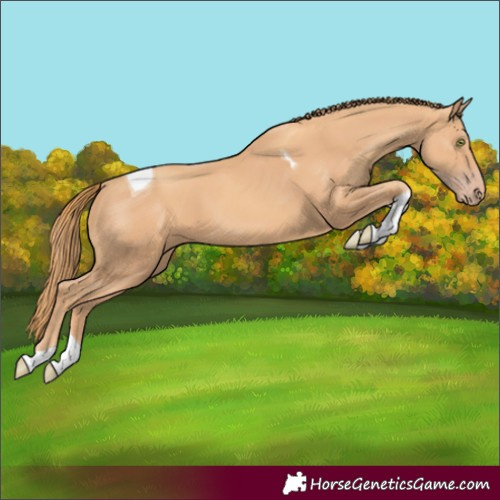 Horse Color:Gold Champagne Tobiano 