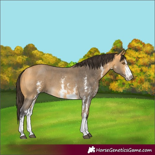 Horse Color:Buckskin Sabino 