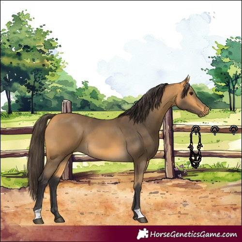 Horse Color:Buckskin