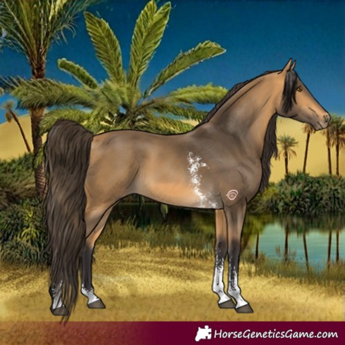 Horse Color:Buckskin Sabino