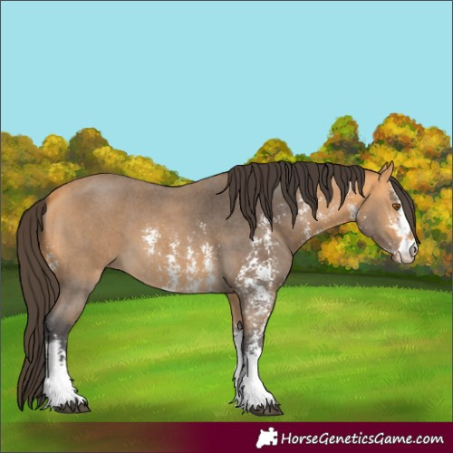 Horse Color:Buckskin Sabino