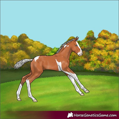 Horse Color:Silver Bay Splash Tobiano