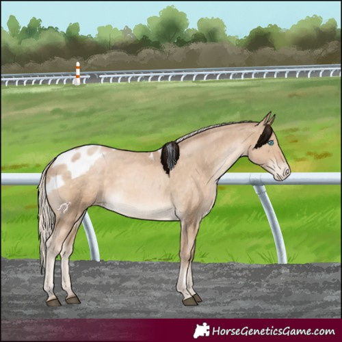 Horse Color:Liver Chestnut Skewed LP Spotted