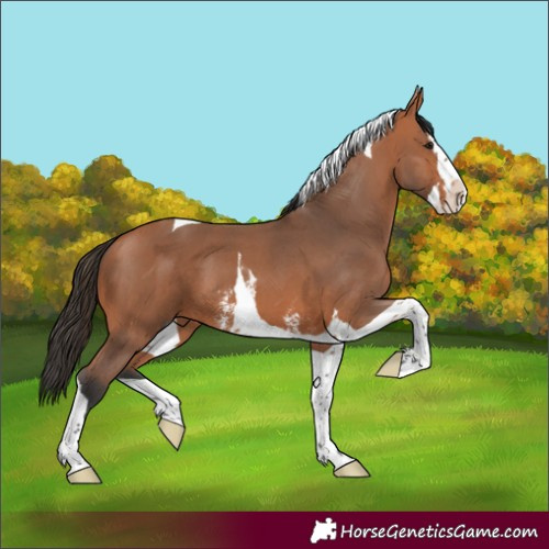 Horse Color:Bay Sabino Splash Tobiano