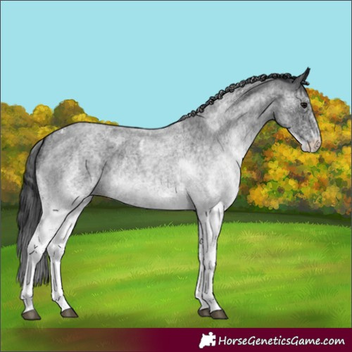 Horse Color:Unknown 
