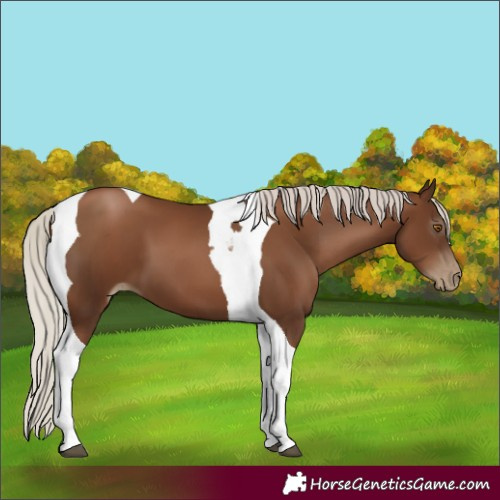 Horse Color:Gray Silver Black Pearl Tobiano 