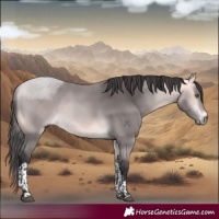 Horse Color:Platinum Buckskin Sabino Tobiano