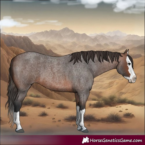 Horse Color:Brown Roan Splash 