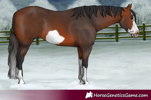 Horse Color:Bay Splash Frame Rabicano 