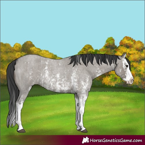 Horse Color:Grullo Roan Sabino Splash  and Grullo Roan Sabino Splash 