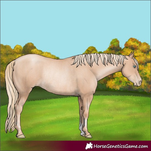 Horse Color:Gold Champagne Pearl Rabicano and Gold Champagne Pearl Rabicano