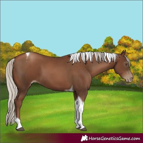 Horse Color:Gray Silver Black Pearl Tobiano