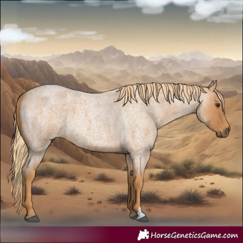Horse Color:Red Roan