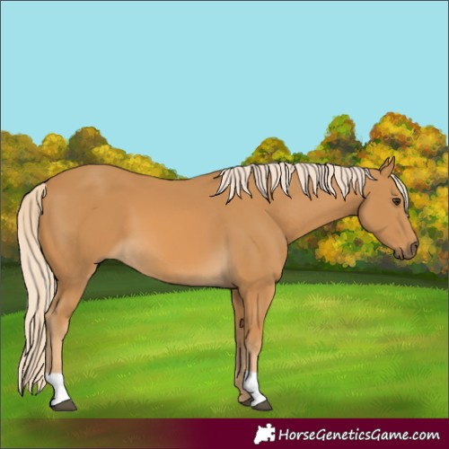 Horse Color:Palomino