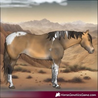 Horse Color:Buckskin Tobiano 