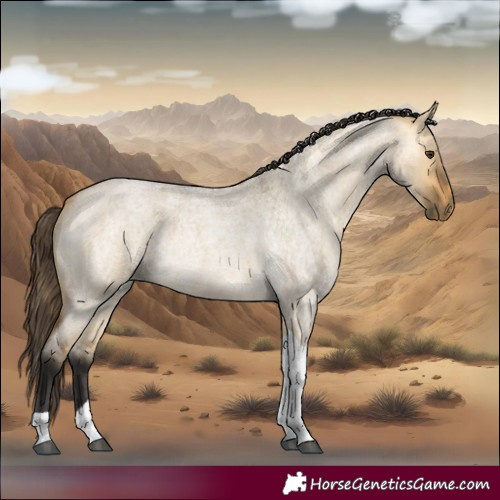 Horse Color:Buckskin Roan Dun Tobiano