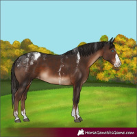Horse Color:Powder White Liver Chestnut Sabino Splash Varnish Rabicano 