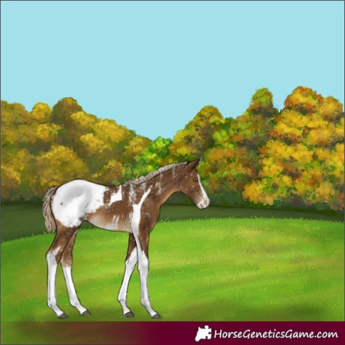 Horse Color:Powder White Chocolate Palomino Splash Tobiano Appaloosa